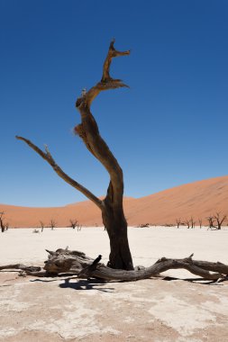 ölü vlei