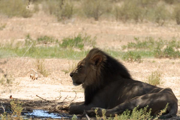 Lion — Stock Photo, Image