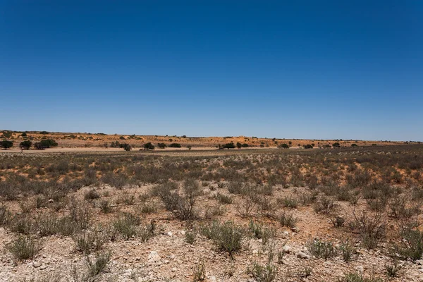 Kgalagadi — Stockfoto