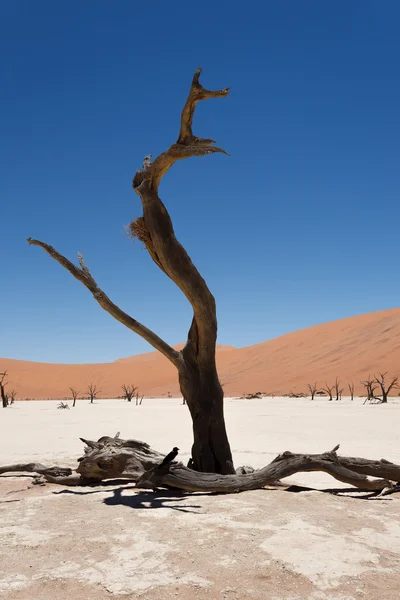 Dead vlei — Stockfoto