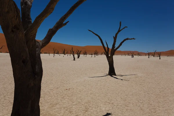 Vlei morto — Foto Stock