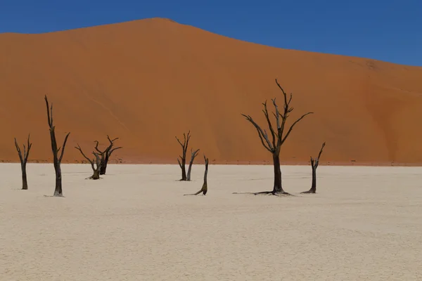 Dead vlei — Stockfoto