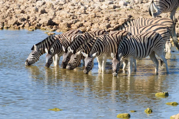 Zebras bebendo — Fotografia de Stock