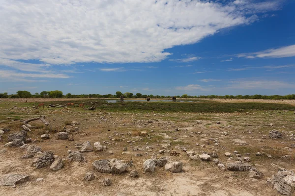 Etosha panorama — Stock Photo, Image