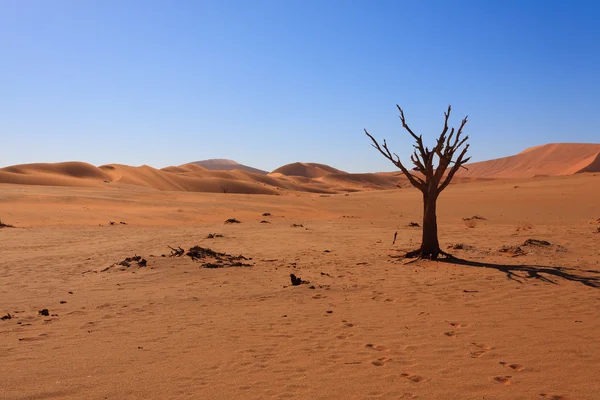 Woestijn panorama — Stockfoto