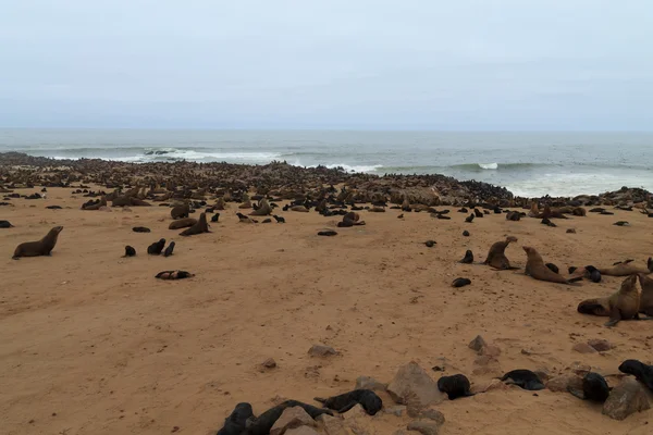Kaap bont zeehonden — Stockfoto