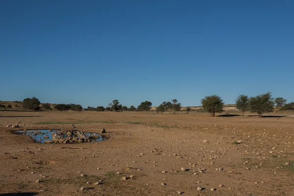 Kgalagadi — Stock Photo, Image