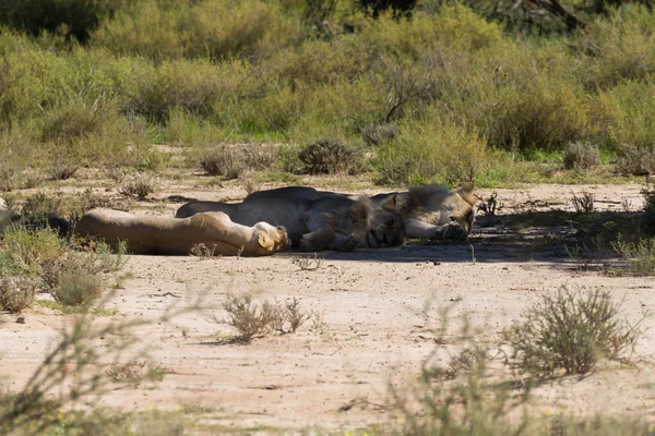 Leones —  Fotos de Stock