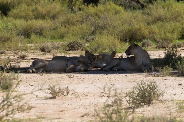 Leones —  Fotos de Stock