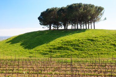 Rows of wine
