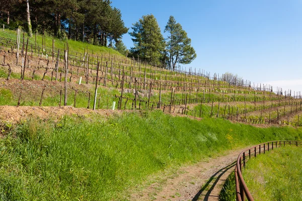 Rows of win along a trekking path — Zdjęcie stockowe