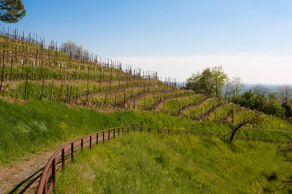 Wiersze wina wzdłuż ścieżki trekkingowe — Zdjęcie stockowe