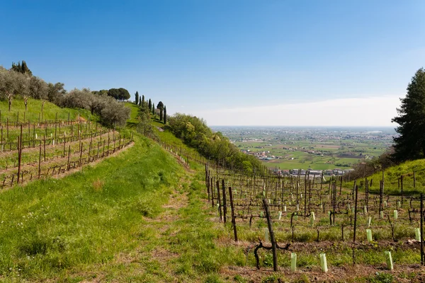 Rows of wine — Zdjęcie stockowe