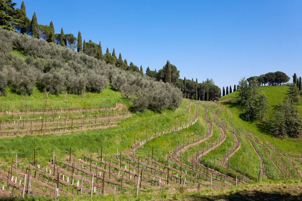 Rows of wine — Zdjęcie stockowe