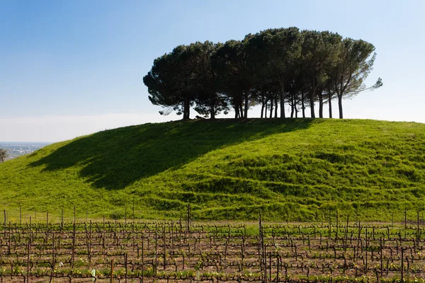 Righe di vino — Foto Stock