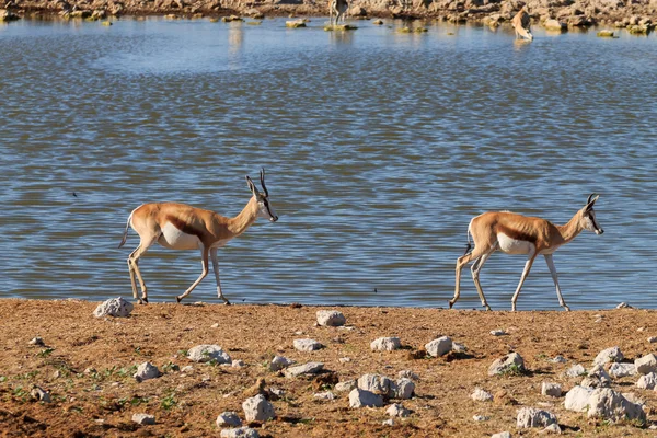 Springboks. — Foto de Stock