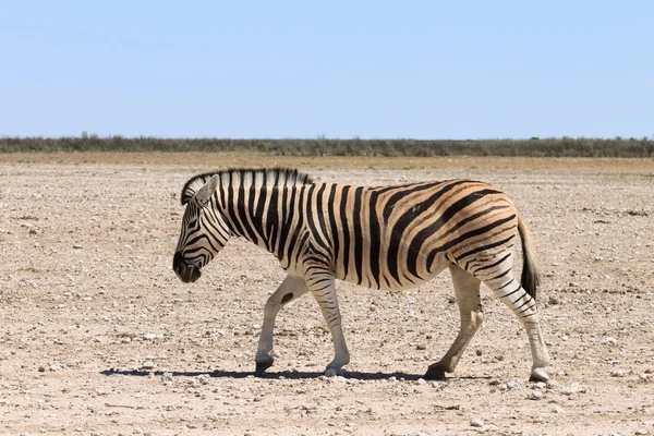 Zebra. — Fotografia de Stock