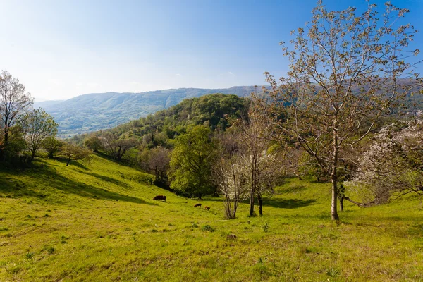 Panorama delle colline Immagine Stock