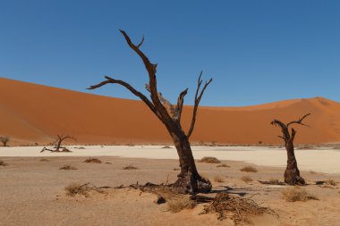 Ölüm ağacı gizli Vlei