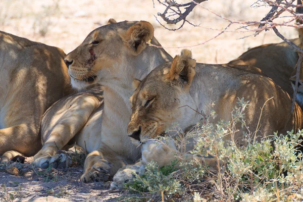 Leones — Foto de Stock