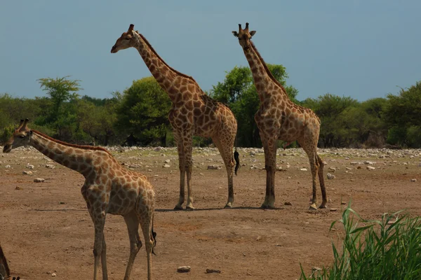 Herd of giraffes — Stock Photo, Image