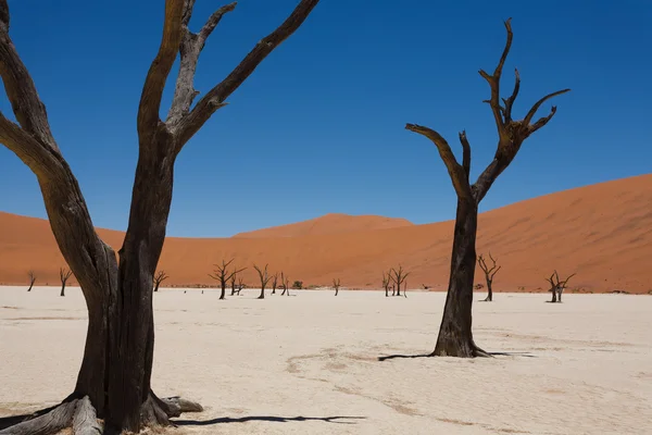 Dead Vlei — Stock Photo, Image