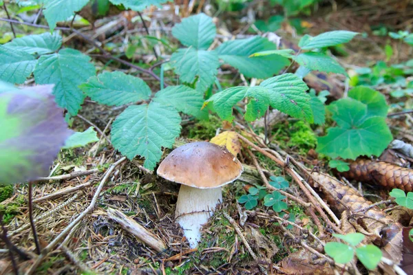 Трубчатый гриб edulis — стоковое фото