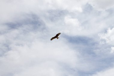 Eastern imperial eagle in flight, Mongolia wildlife. Aquila heliaca