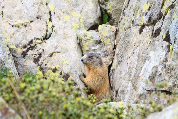 Marmotta alpina — Foto Stock