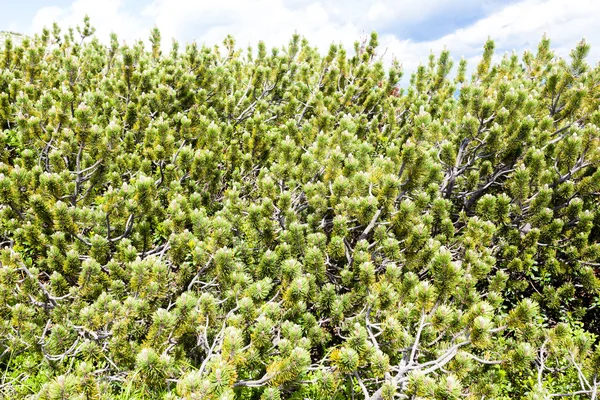 Mugo pine background — Stock Photo, Image