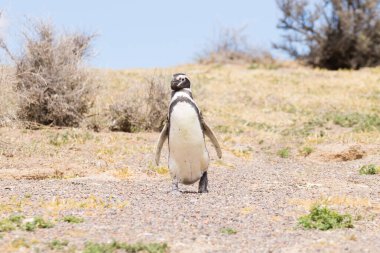 Magellanic penguenleri yakın çekim. Punta Tombo penguen kolonisi, Patagonya, Arjantin