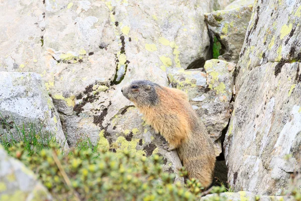 Vista para a marmota alpina — Fotografia de Stock