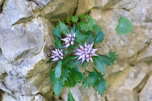 Physoplexis comosa çiçek