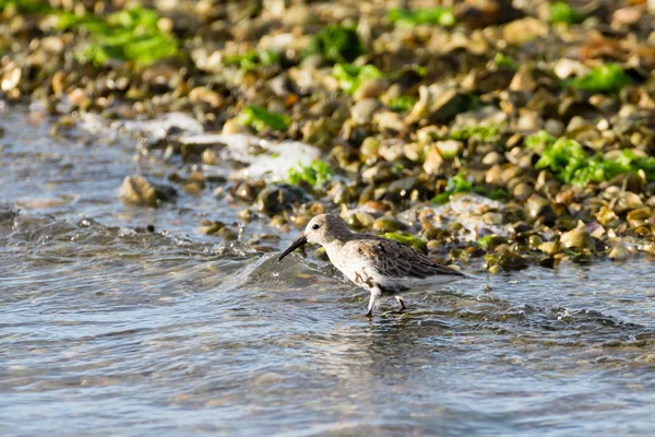 Kentish plover bird — Stock Photo, Image