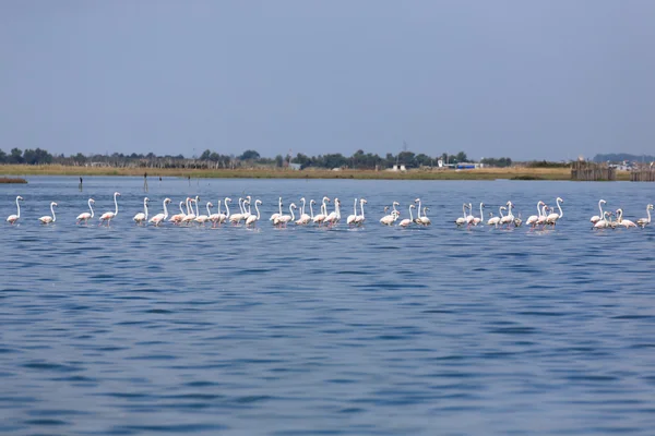 Herde rosa Flamingos — Stockfoto