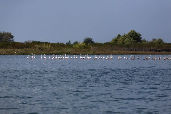 Flock of pink flamingos — Stock Photo, Image