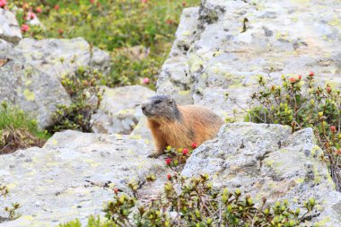 Alp kahverengi Dağ sıçanı