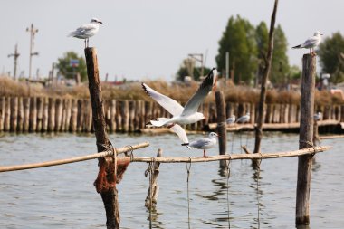 Kuş Po Nehri Lagoon