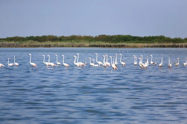 Pembe flamingolar sürü — Stok fotoğraf