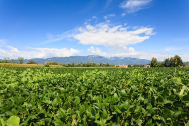 Tarım, soya alan 