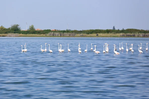 Herde rosa Flamingos — Stockfoto