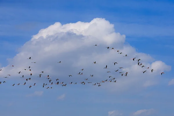 Manada de flamencos rosados —  Fotos de Stock