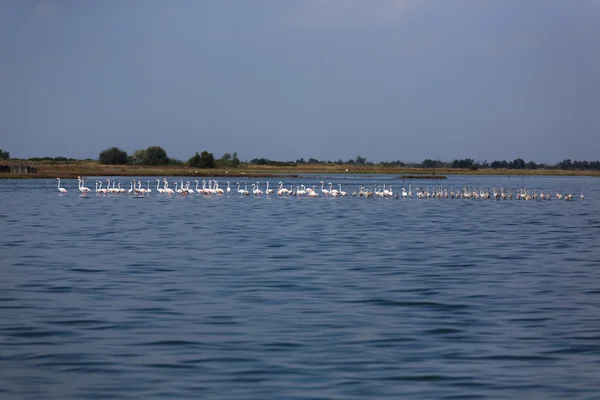 Herde rosa Flamingos — Stockfoto