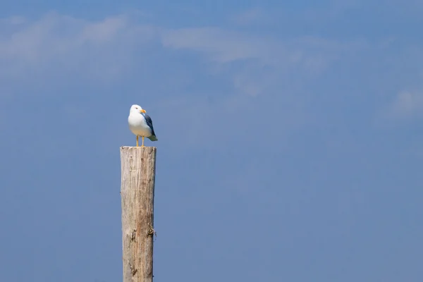 Gaivota em pé na paliçada — Fotografia de Stock