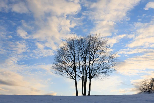 Árbol aislado sobre el cielo azul. Panorama invierno — Foto de Stock