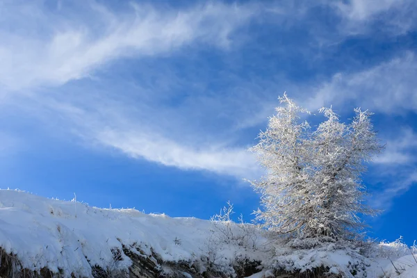 Árvore isolada, inverno — Fotografia de Stock