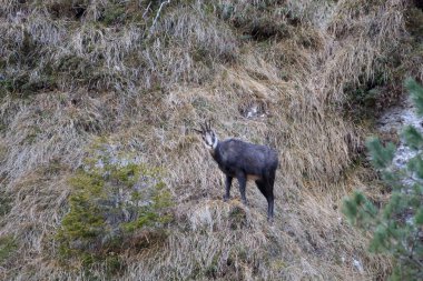 Chamois yakın çekim