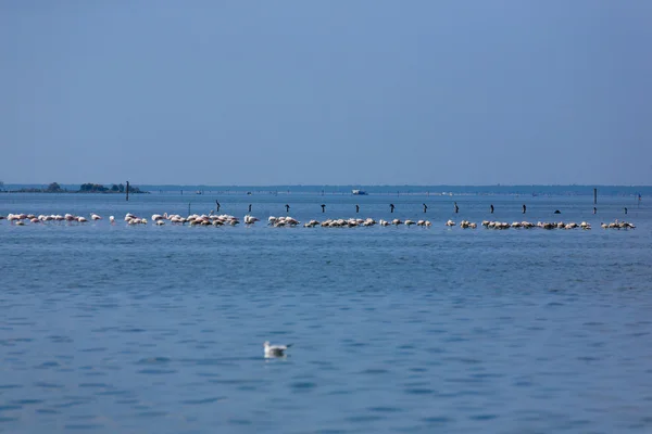 Herde rosa Flamingos — Stockfoto