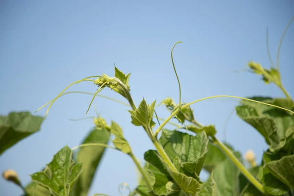 Güzel manzara yeşil kabak ağacı ön kısımları