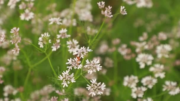 Včely Sbírající Koriandru Květiny Med — Stock video